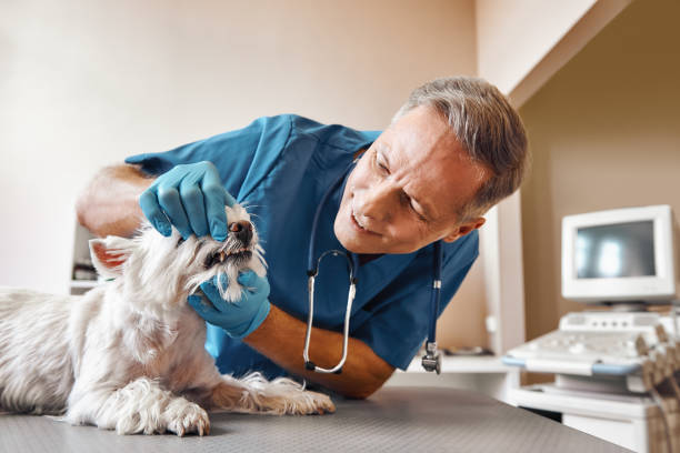 Best Same-Day Emergency Dental Services in Mcgehee, AR
